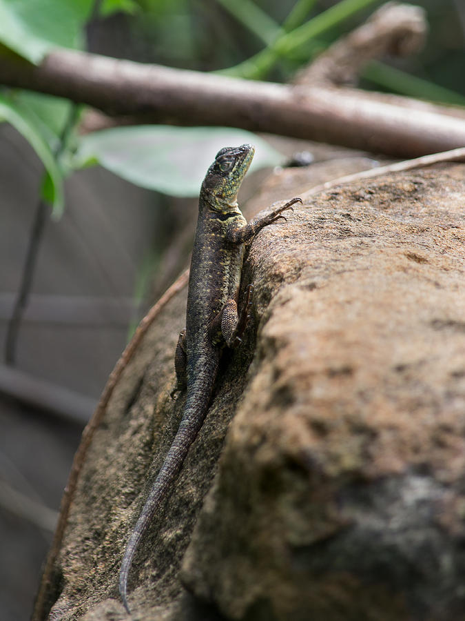 A lizard ventures home looking for food. Photograph by CRMacedonio