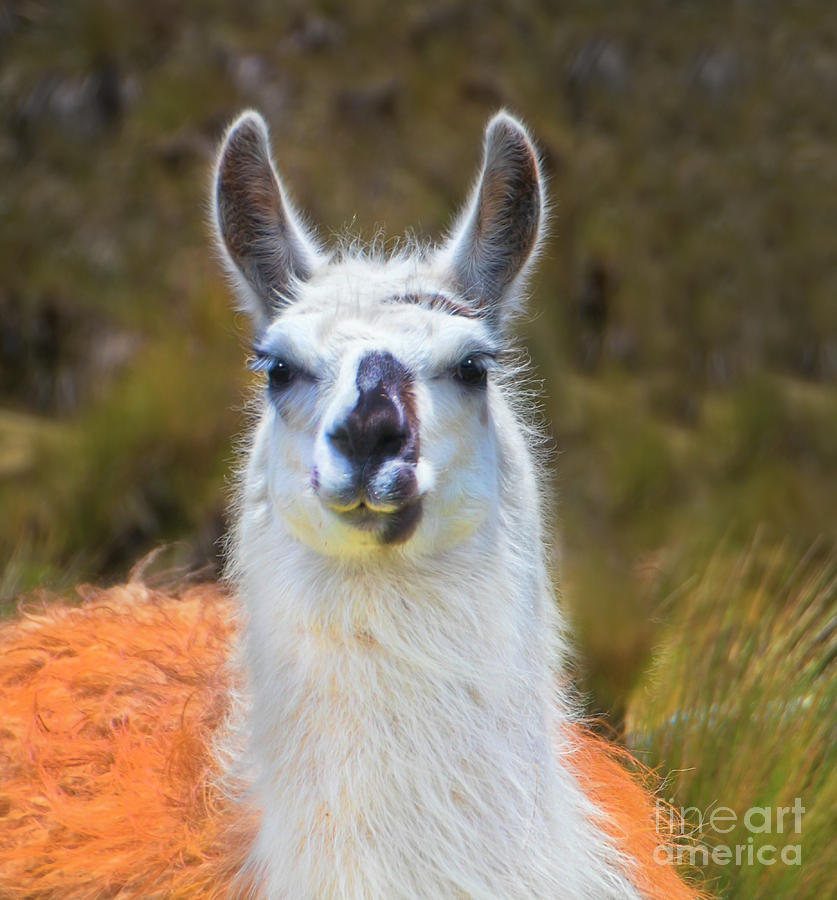 A Llama In The Cajas In Ecuador II Photograph by Al Bourassa
