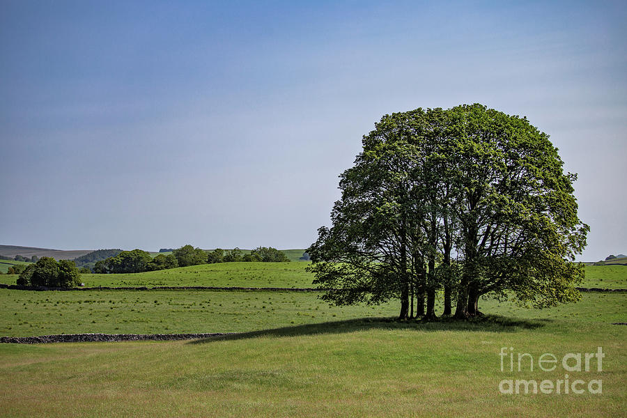 A Lone Copse, near Airton Photograph by Tom Holmes Photography