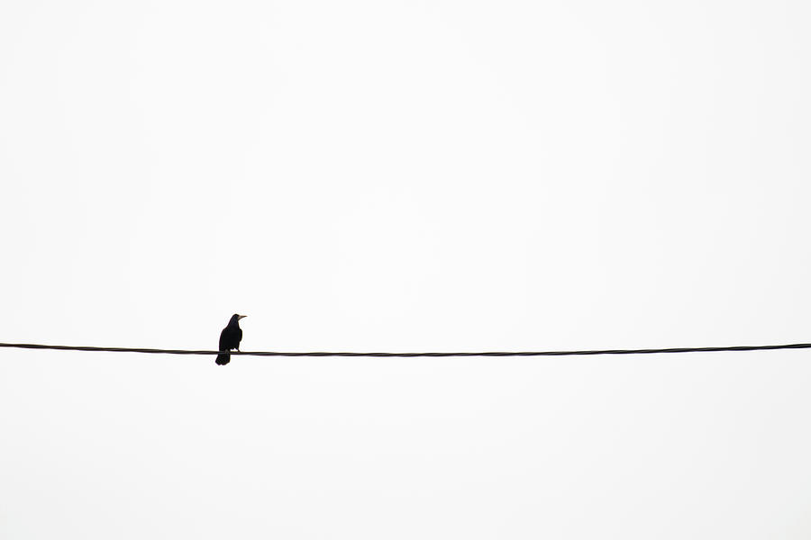 A lone crow Photograph by Simon Edlin - Fine Art America