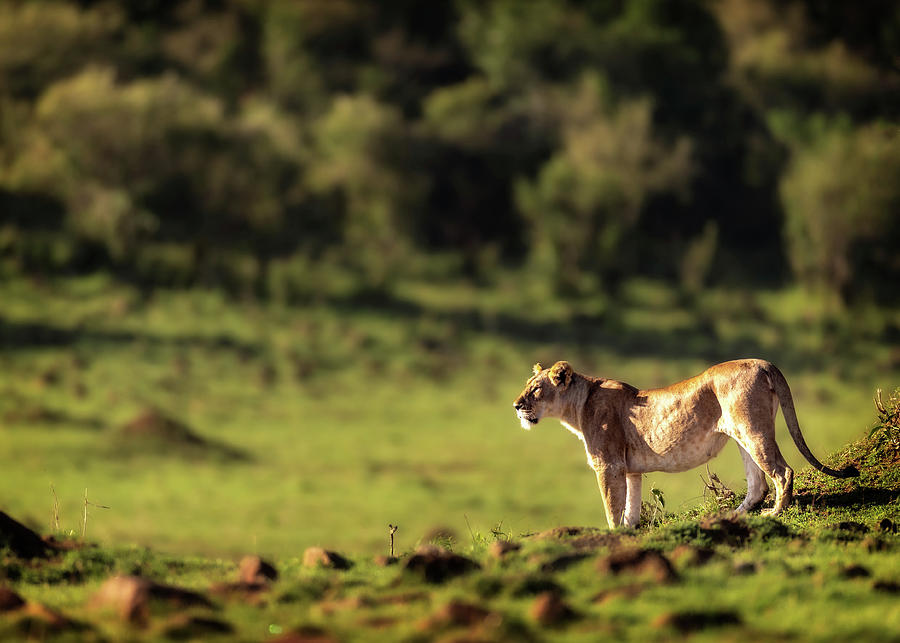 Wildlife Photograph - A Lone Lioness in the Wilderness of Africa by Good Focused