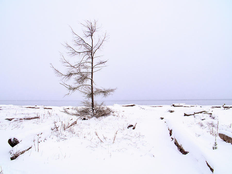 A Lone Sea Tree Photograph