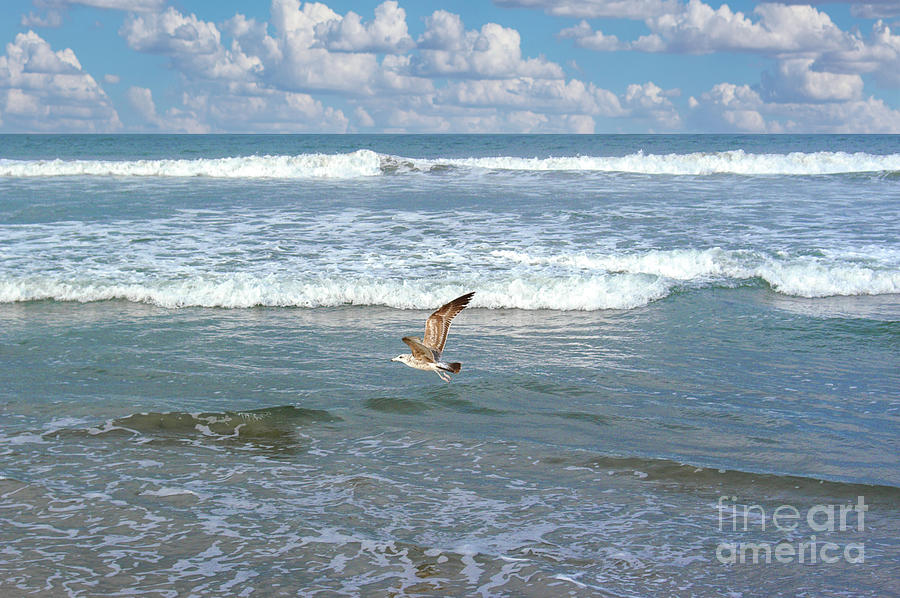 A lone seagull takes off over the surf. Photograph by Gunther Allen