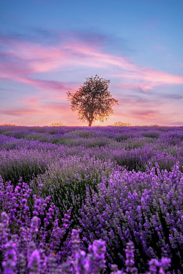 A Lone Tree in a Lavender Field During a Pink Sunset Photograph by Alexios Ntounas