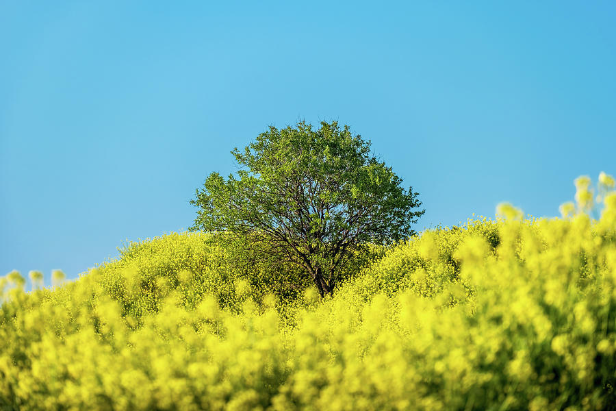 A Lone Tree in the Middle of Yellow Flowers Photograph by Alexios Ntounas