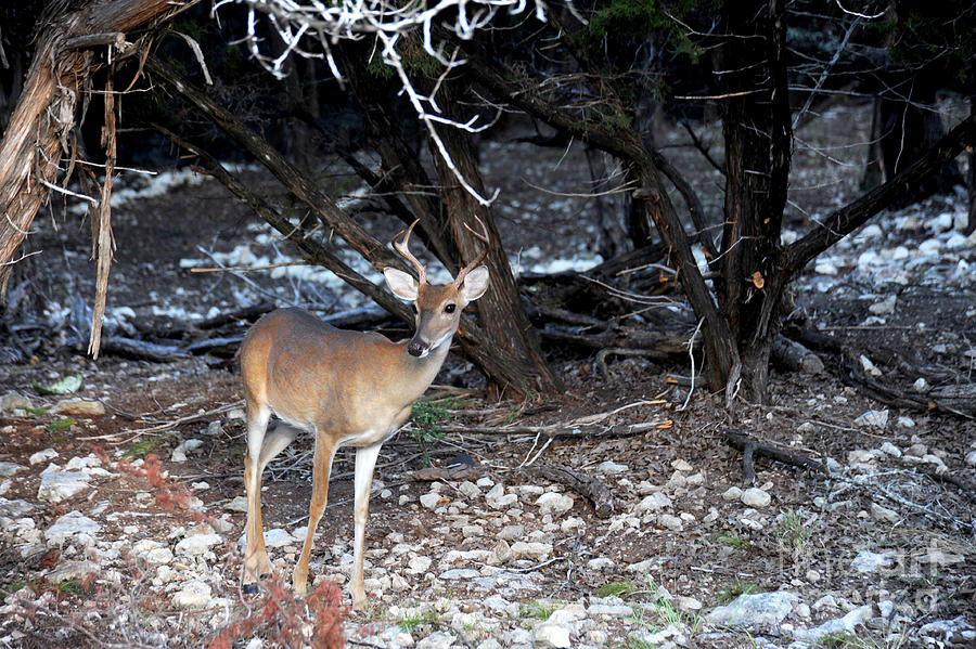 A lone whitetail buck Photograph by Gunther Allen