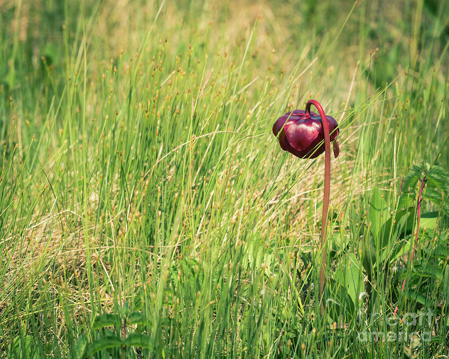 A lonely flower in the meadow Photograph by Agnes Caruso