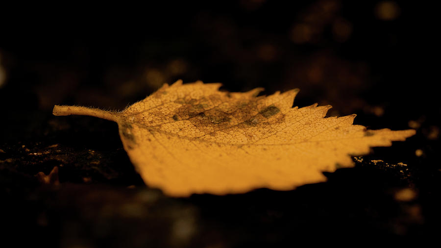 A lonely leaf in autumn Photograph by Scott Lyons
