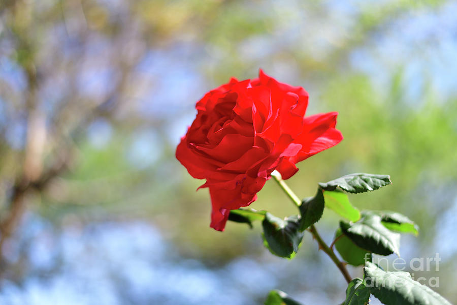 A Lonely Red Rose on Stem Photograph by Amazing Action Photo Video