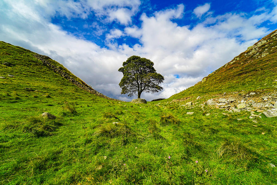 A Lonely Tree At Sycamore Gap In England. Photograph