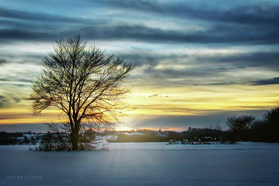A lonely tree in the winter field Photograph by Dejan Travica A lonely tree in the winter field Photograph by Dejan Travica