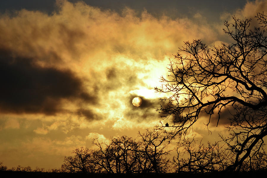A Lonesome Dove in a Tree at Sunset Texas Photograph by Gaby Ethington