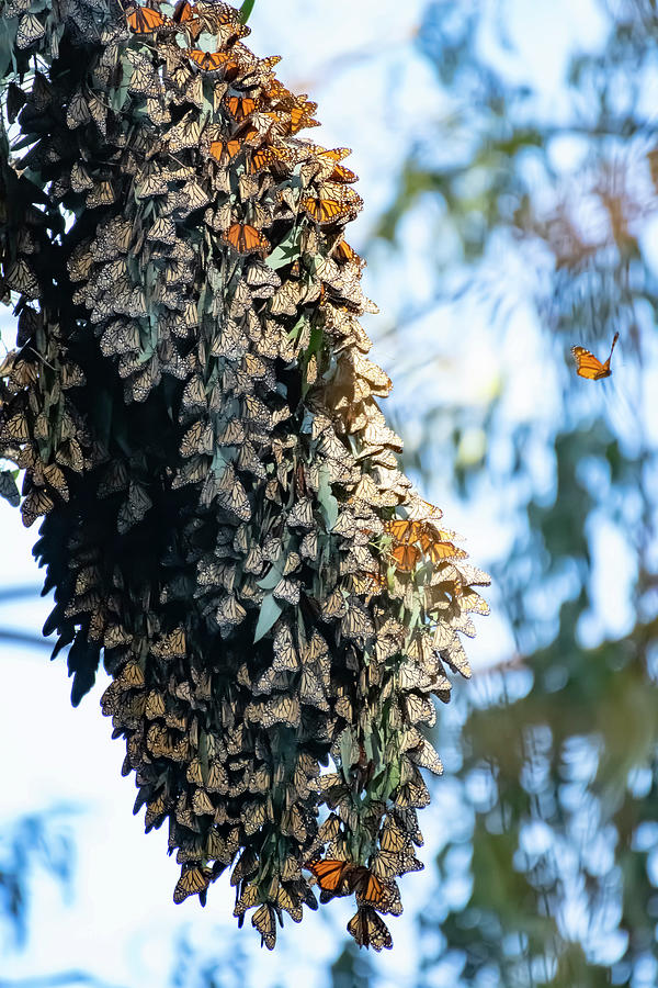 A Lone Monarch Taking A Short Flight Away From The Cluster - Santa Cruz Natural Bridge State Park Photograph