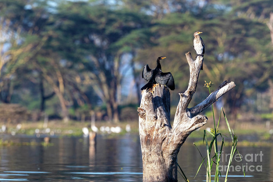A long tailed cormorant, microcarbo africanus, and a great cormorant, phalacrocorax carbo, perched in a dead tree at Lake Naivasha, Kenya Photograph by Jane Rix