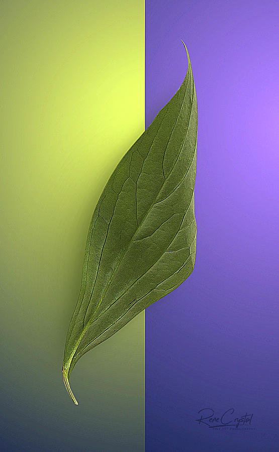 A Long, Tall Peony Leaf Photograph by Rene Crystal