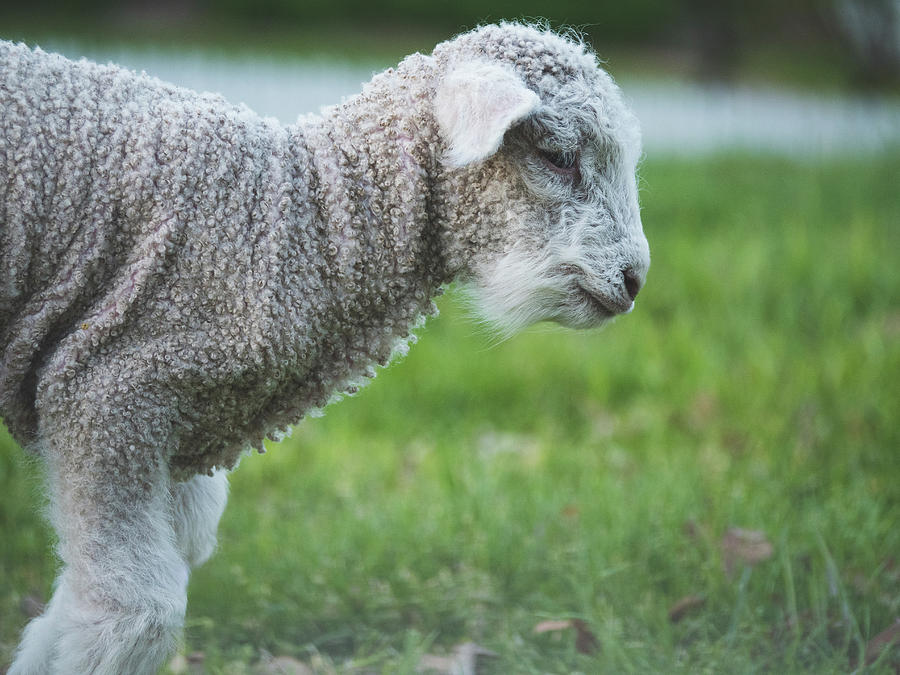 A Longwool Lamb Photograph by Rachel Morrison