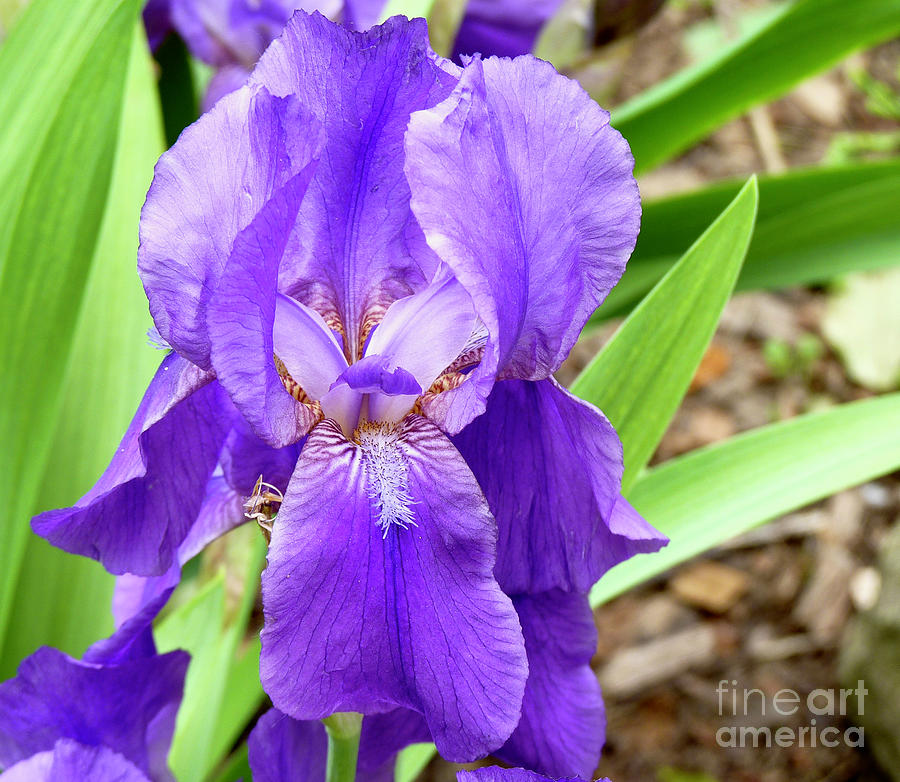 A Look In The Iris Photograph