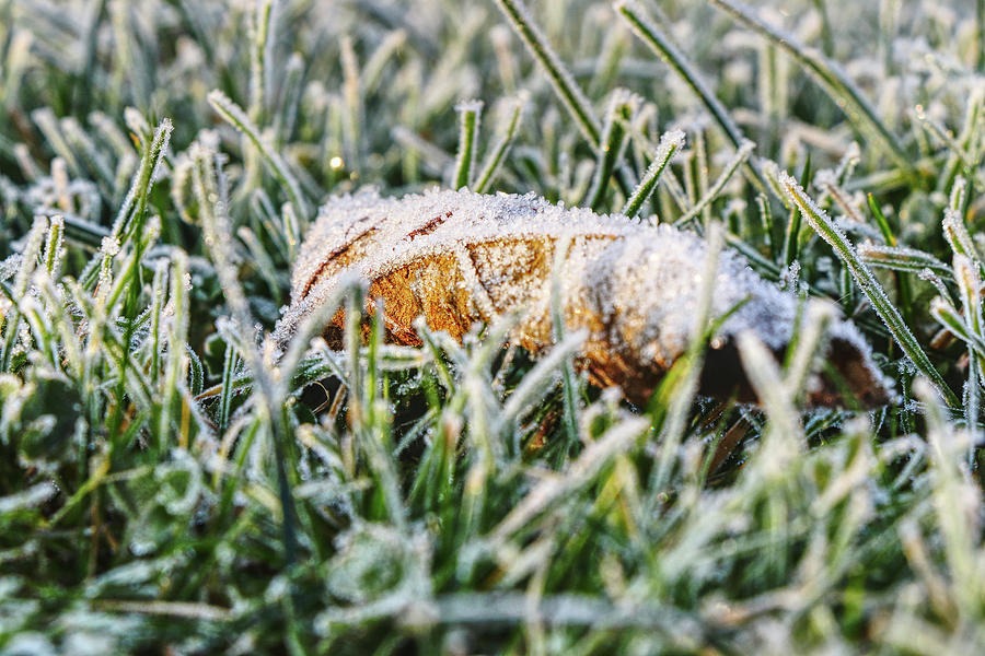 A lost frost leaf lying in frost grass in the middle of garden. He is still brown and waiting for some sun Photograph by Vaclav Sonnek