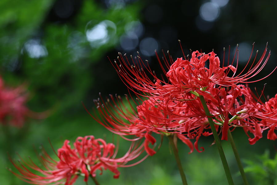 A lot of beautiful red cluster amaryllis. Photograph by Chie Hidaka