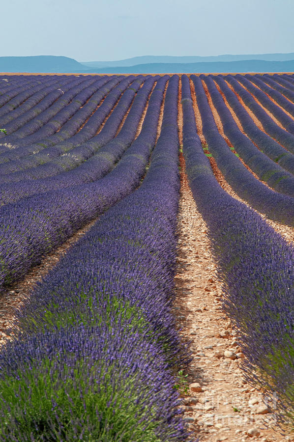 A Lot of Lavender in Saignon Photograph by Bob Phillips