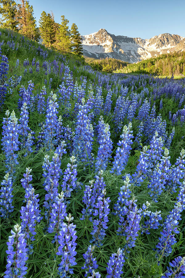 A Lot Of Lupine Photograph by Denise Bush