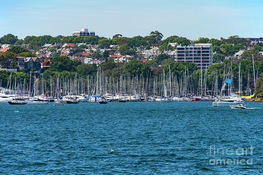 A Lot of Sailboats in Sydney Harbour Photograph by Bob Phillips