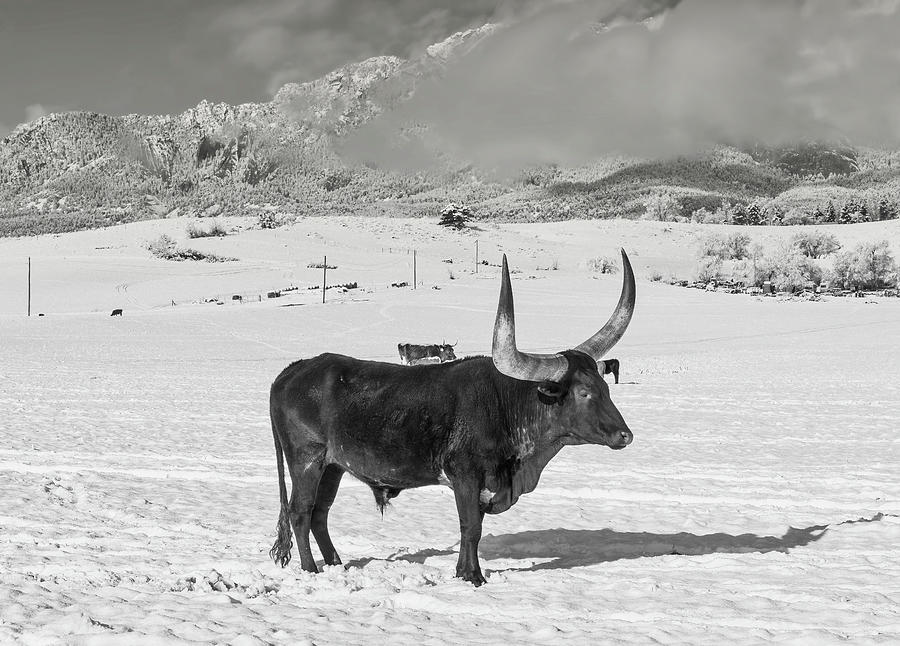 A Lotta Bull Black And White Photograph by Lorraine Baum