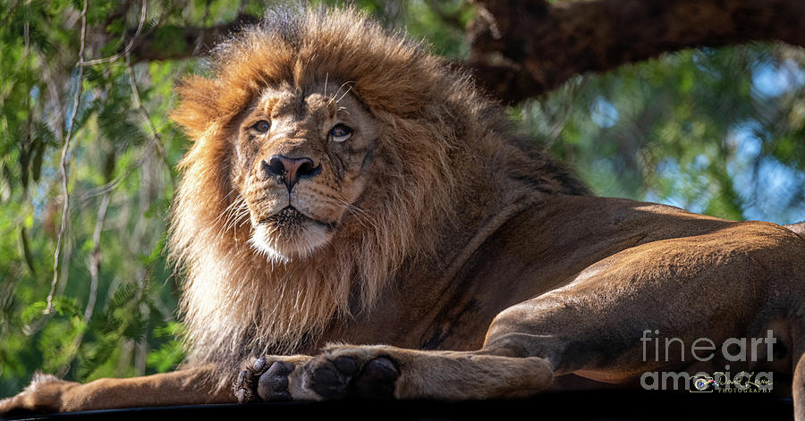 A Lounging Lion Photograph by David Levin