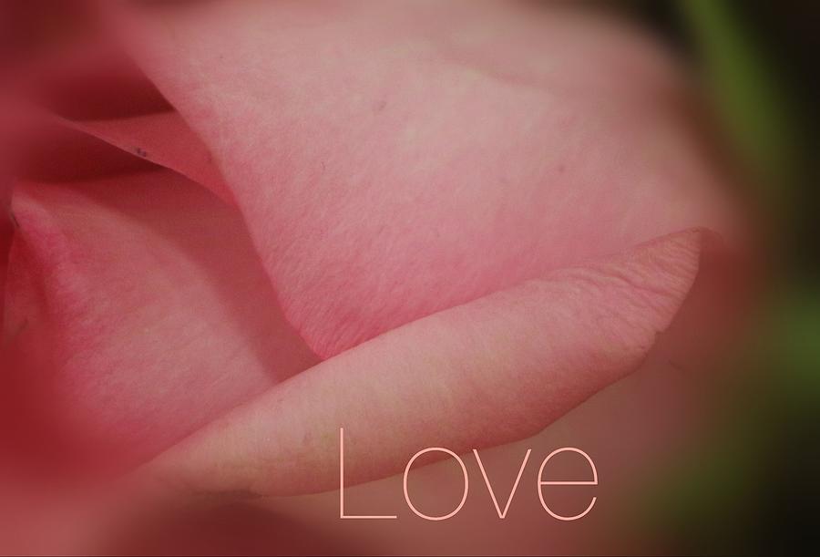A Love Rose Photograph