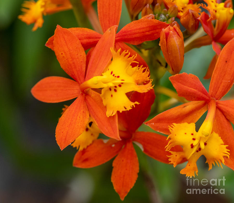 A Lovely Epidendrum Radicans Orchid Photograph by L Bosco