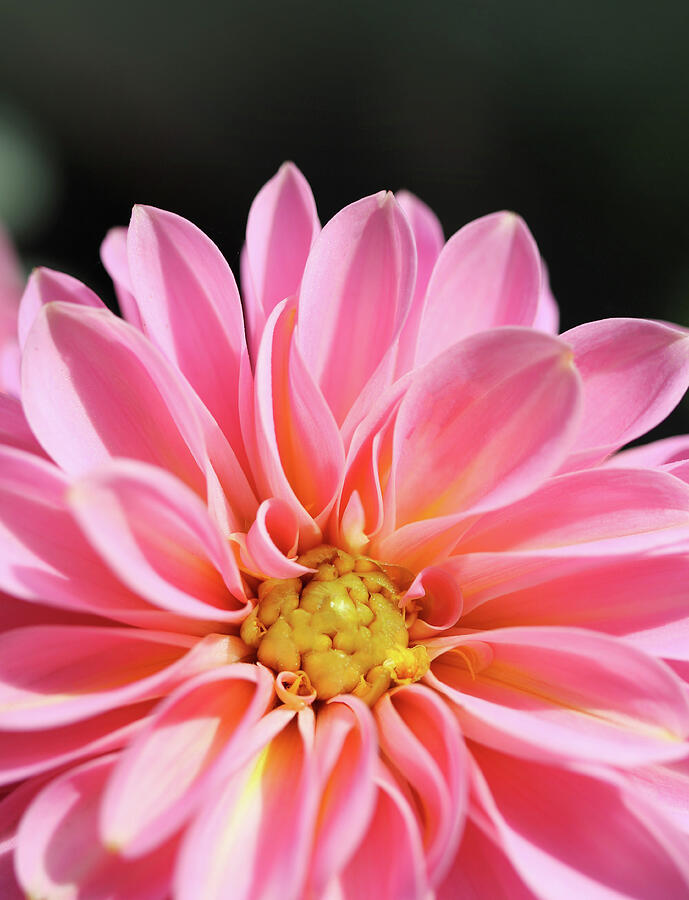 Summer Photograph - A Lovely Pastel Pink Dahlia Closeup Photography by Johanna Hurmerinta