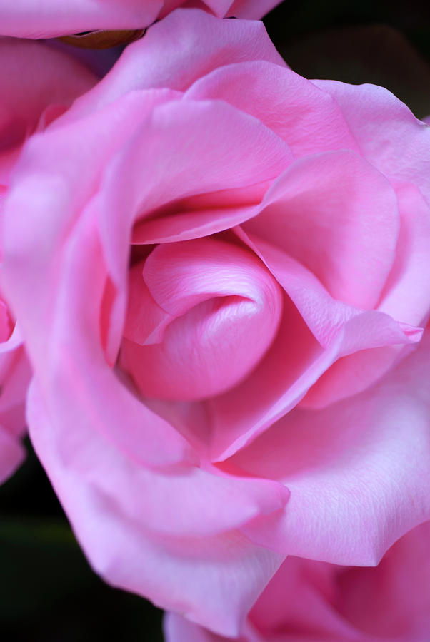 A Lovely Pink Rose With A Black Background Photograph by Felicia ...