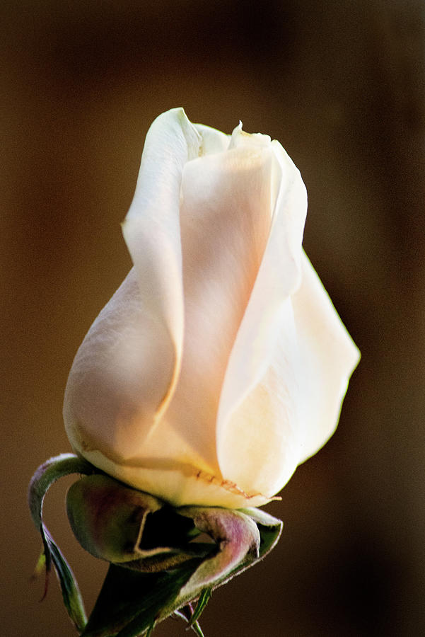 A Lovely Rose Bud Photograph by Don Johnson
