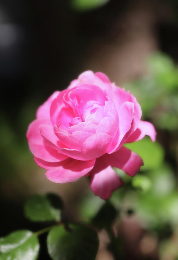 A Lovely Small Pink Garden Rose Photograph by Johanna Hurmerinta