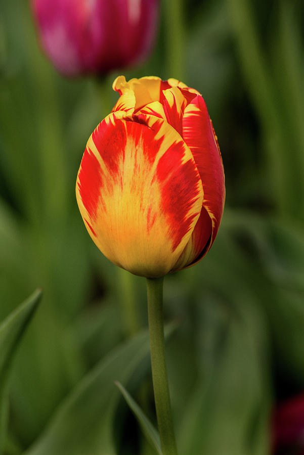 A Lovely Tulip Photograph by Don Johnson