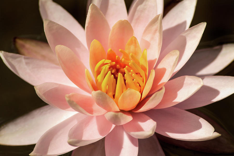 A Lovely Water Lily Photograph by Don Johnson