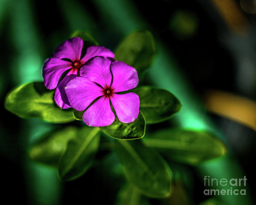 A Magical Beauty Of A Simple Periwinkle Photograph by Philip And Robbie Bracco