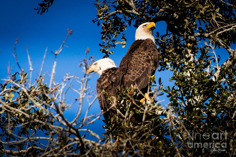 A Magnificent Couple Of American Bald Eagles Photograph by Philip And Robbie Bracco