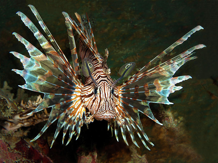 A magnificent lionfish from its most beautiful side -  Photograph by Ute Niemann