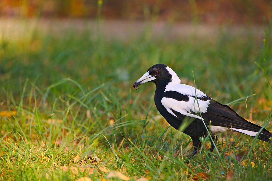 A Magpie With An Earwig In Its Beak Photograph by Jason Gilbert - Pixels