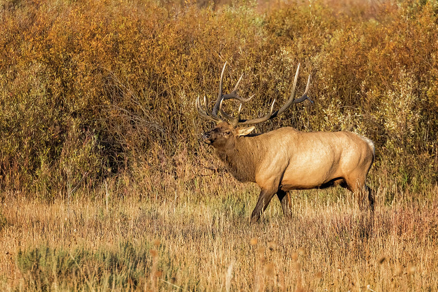 A Majestic Bull Elk at Willow Flats, No. 1 Photograph by Belinda Greb