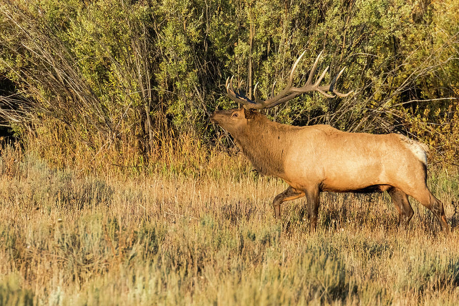 A Majestic Bull Elk at Willow Flats, No. 2 Photograph by Belinda Greb