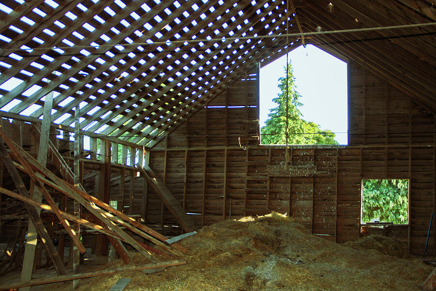 A majestic evergreen through the eyes of an old barn Photograph by Leslie Struxness