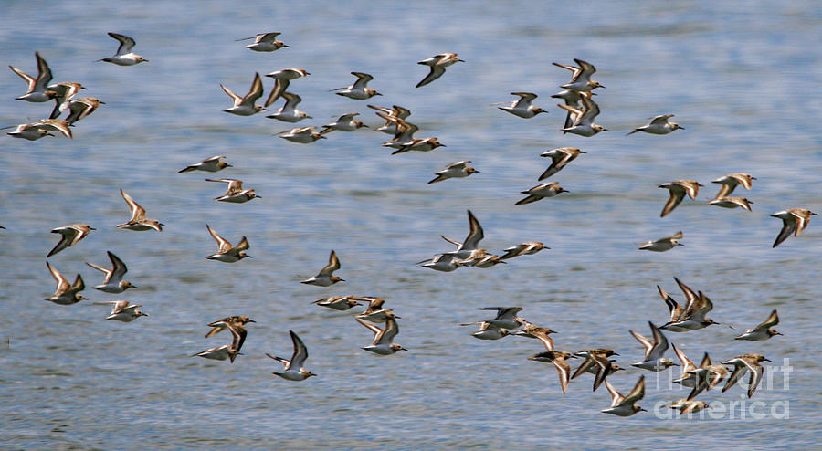 A Majestic Flock Of Plover Birds Soaring Above A Serene Body Of