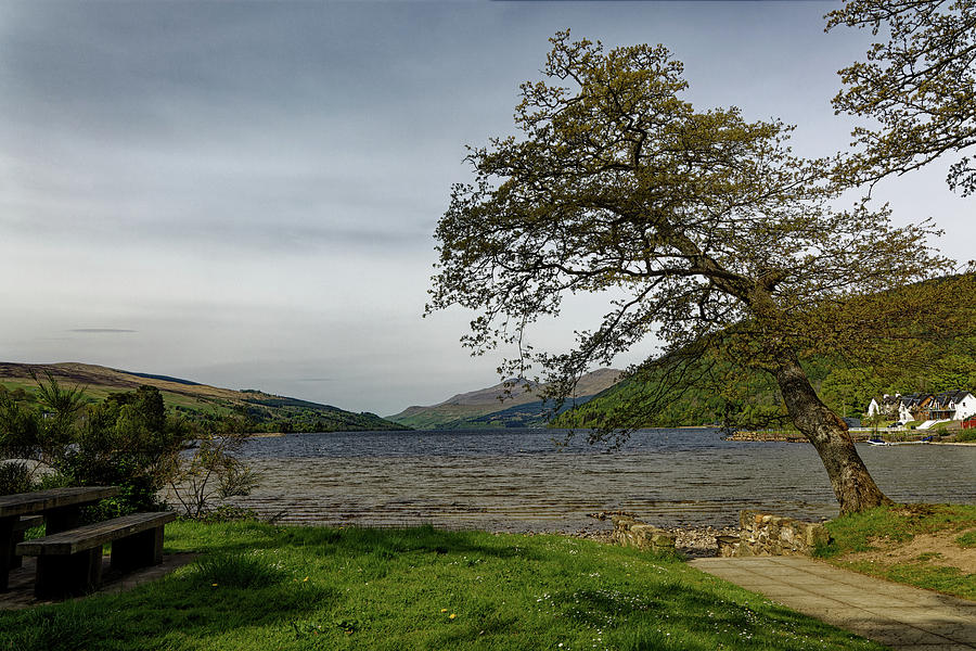 Landscape Photograph - A majestic tree on the shore of Loch Tay in Scotland UK by John Gilham Landscape Photograph - A majestic tree on the shore of Loch Tay in Scotland UK by John Gilham