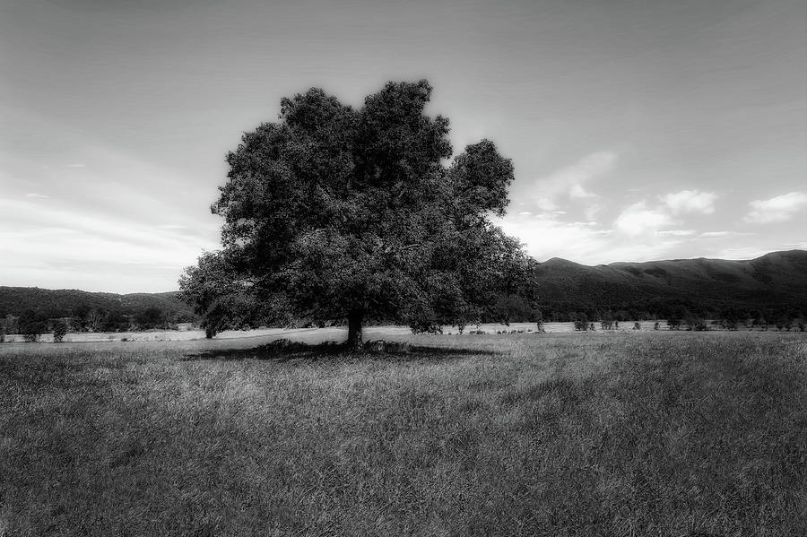 A Majestic White Oak Tree In Cades Cove - cadescovemajesticoak155803 Photograph by Frank J Benz