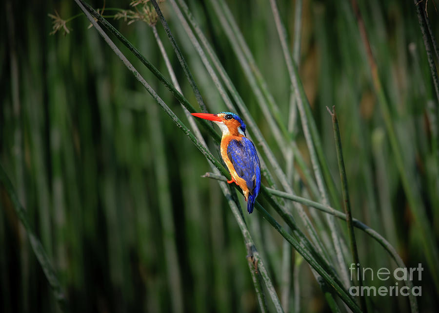 Bird Photograph - A Malachite kingfisher  by Jamie Pham