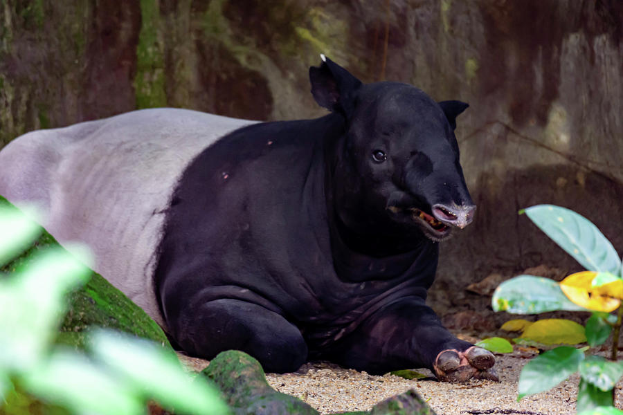 Cipan tapir tenuk