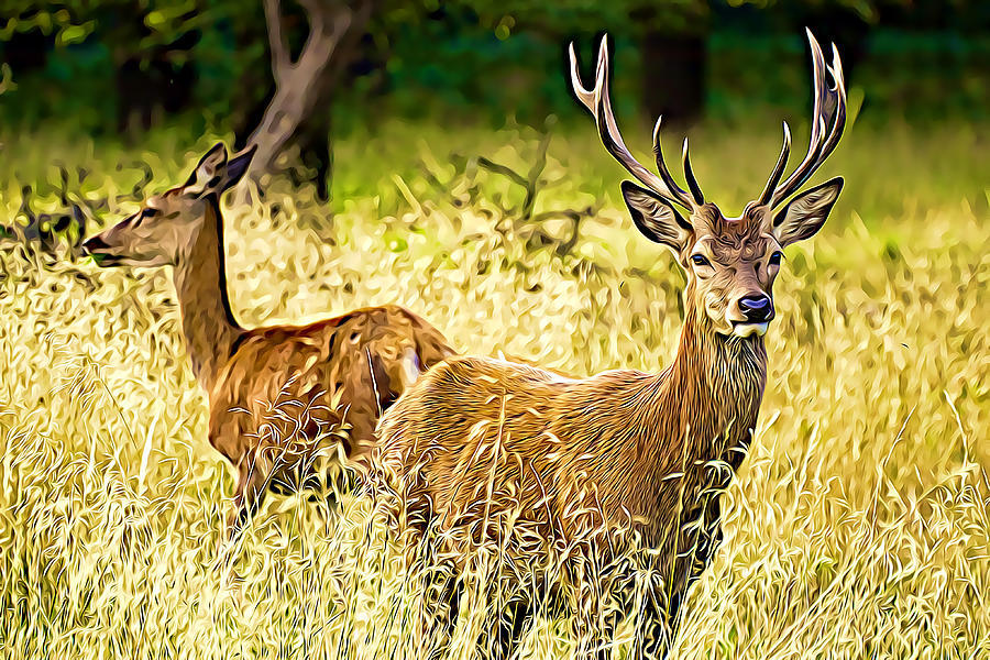 A Male And Female Deer Digital Art By Wild Tropica 