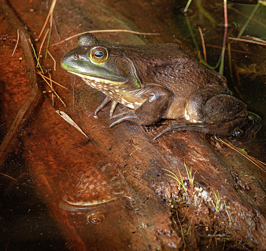 A male bullfrog sits on a log in Moosehorn Pond. Photograph by Stephen
